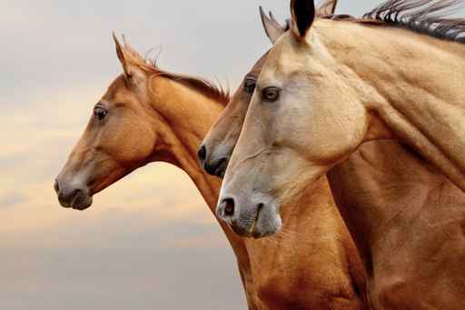 Horse Chiropractor in Northumberland Horse Chiropractor in Northumberland